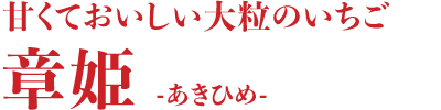甘くて美味しい大粒のいちご 章姫 -あきひめ-