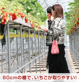 愛知県知多半島にある深谷農園の棚は、高くてとってもラクラクです。「章姫」がたくさんあります。