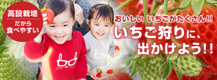 いちご狩りに出かけよう！！「章姫」をご用意。